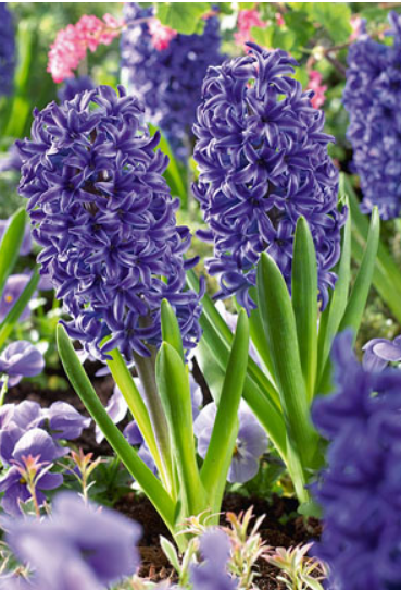 Hyacinth 'Blue Jacket'