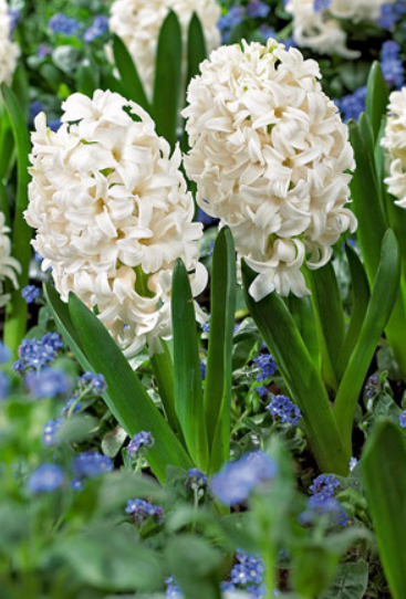 Hyacinth 'Carnegie'