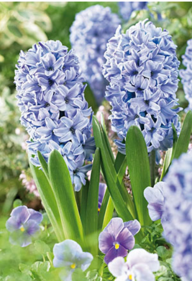 Hyacinth 'Deft Blue'