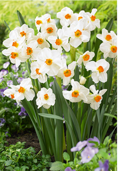 Narcissus 'Geranium'