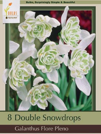 Galanthus 'Flore Pleno'