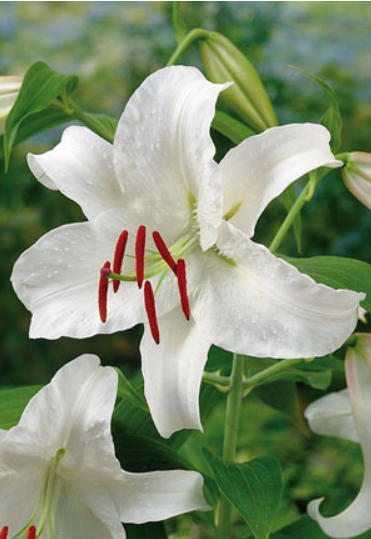 Lillium 'Casa Blanca'