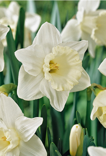 Narcissus 'Mount Hood'