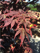 Load image into Gallery viewer, Acer palmatum &#39;Dragon tears&#39;
