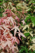 Load image into Gallery viewer, Acer palmatum &#39;Ilarian&#39;
