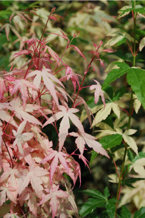 Acer palmatum 'Ilarian'