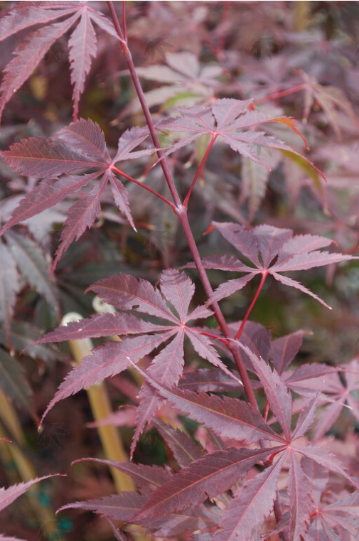 Acer palmatum 'Jubilee'