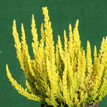 Calluna vulgaris 'Zeta'