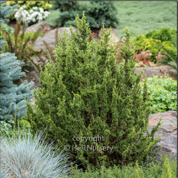 Cedrus brevifolia 'Kenwith'