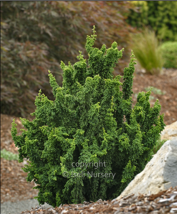 Chamaecyparis obtusa 'Chirimen'