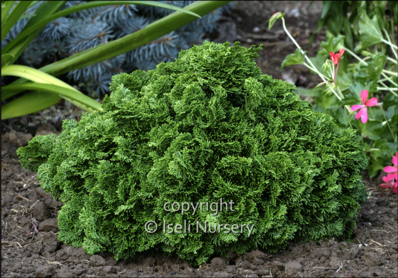 Chamaecyparis obtusa 'Nana’