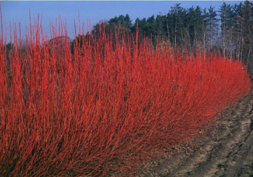 Cornus s. 'Cardinal'