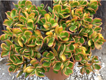 Crassula ovata 'Sunset'