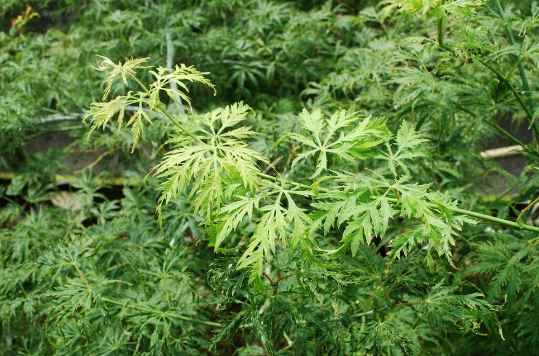 Acer palmatum dissectum 'Filigree'