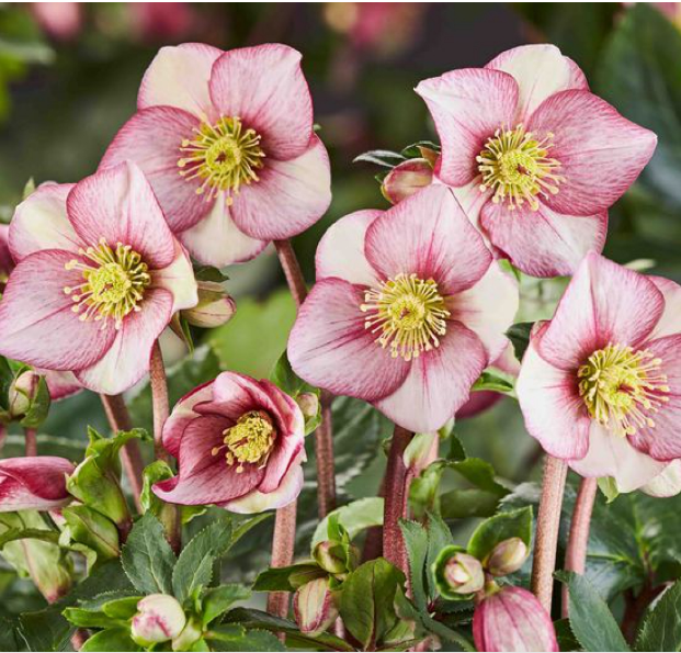 Helleborus 'Ice N' Roses Carlotta' (Snow Rose)