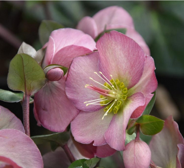 Helleborus 'Ice N' Roses Penny's Pink' (Snow Rose)