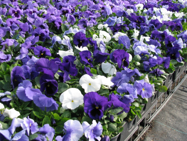 Pansy 'Delta Cool Water Mix'
