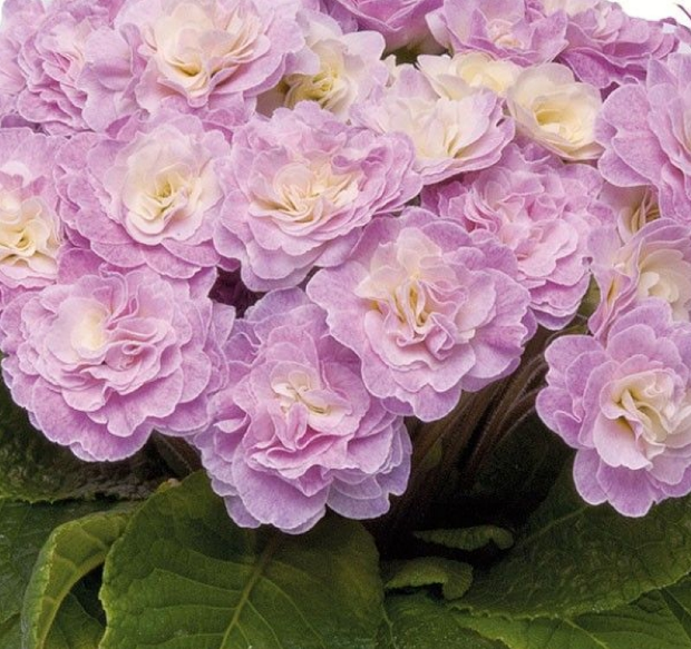 Primula Belarina 'Pink Champagne'