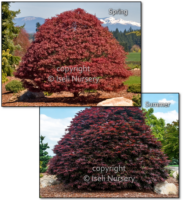 Acer, palma 'Rhode Island Red'