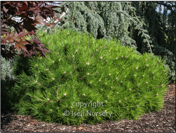 Picea densi. 'Low Glow'