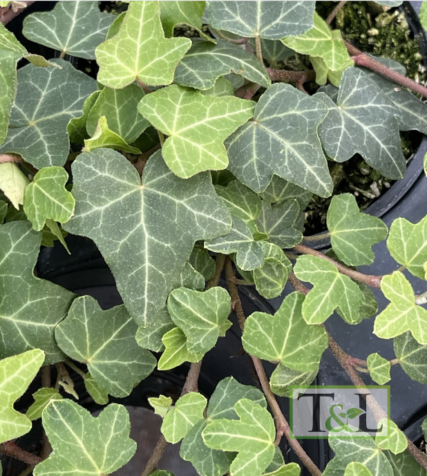 Hedera helix 'Duckfoot'