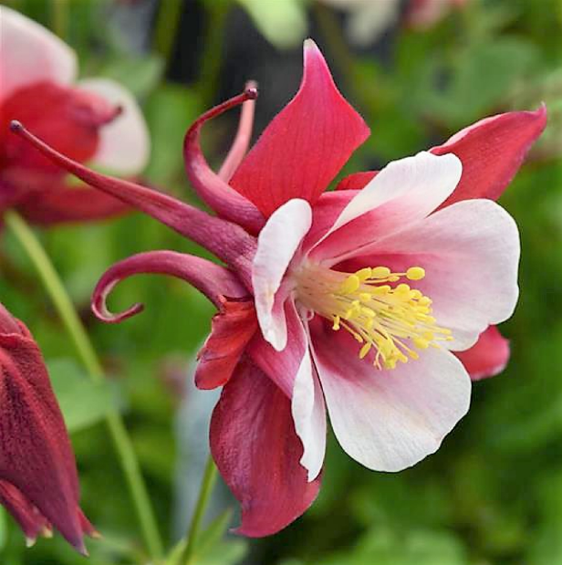 Aquilegia 'Early Bird Red and White'(Columbine)