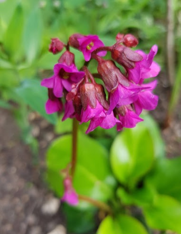 Bergenia cordifolia 'Shoeshine Rose'