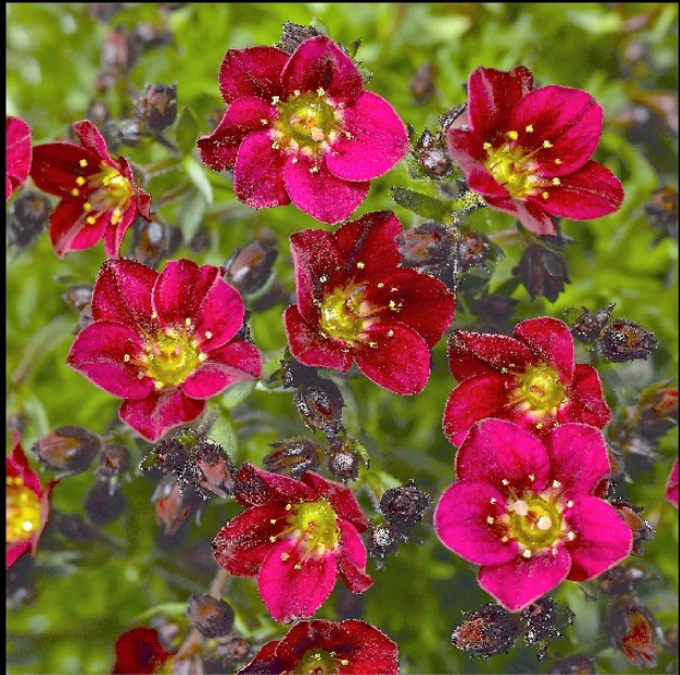 Saxifraga x arendsii TOURAN™ 'Deep Red'
