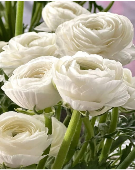 Ranunculus 'Bianco'