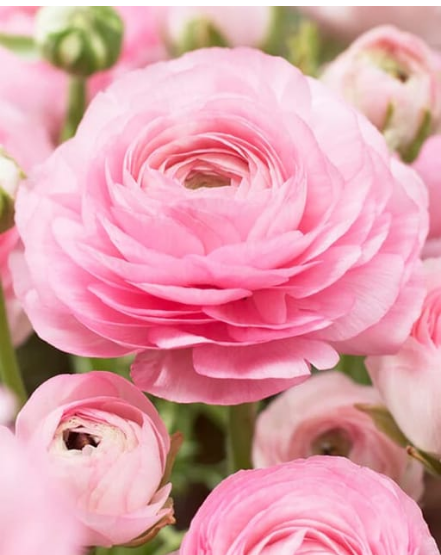 Ranunculus 'Rosa Chiaro'