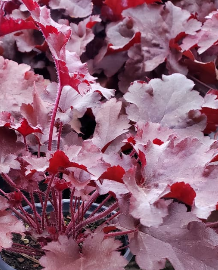 Heuchera DOLCE® 'Cherry Truffles'