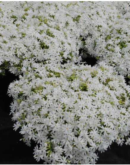Phlox subulata 'Snowflake'