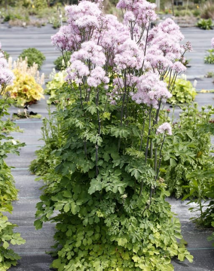 Thalictrum aquilegifolium NIMBUS™ 'Pink'