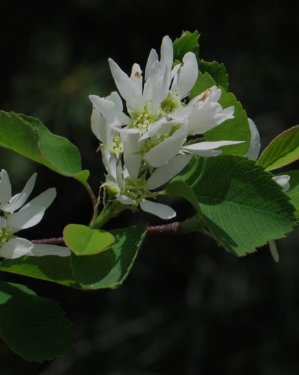 Amelanchier alnifolia