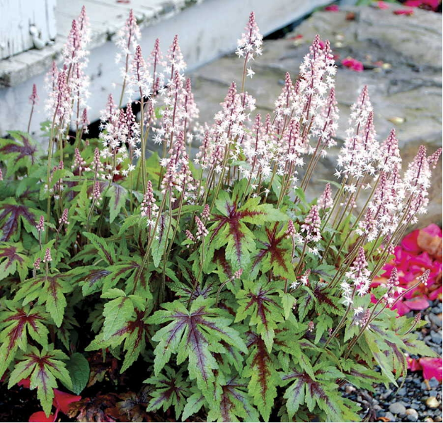 Tiarella 'Sugar and Spice'