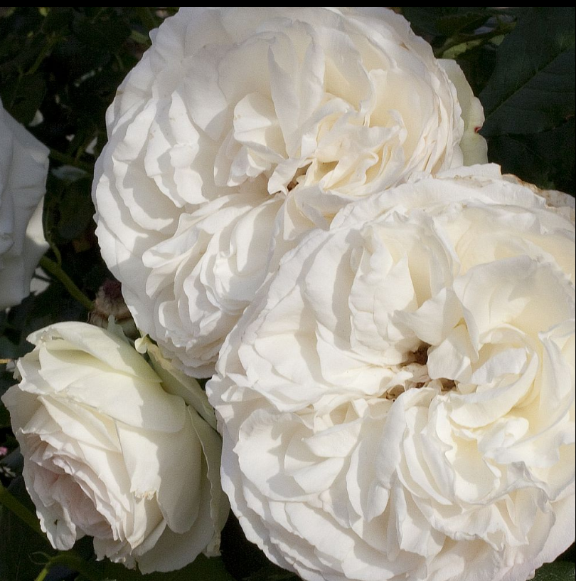 Rosa climber EDEN CLIMBER® (white)