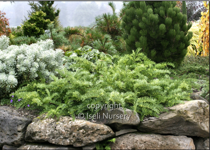 Cephalotaxus harringtonia 'Prostrata'