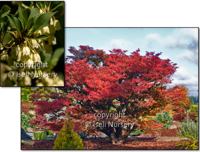 Enkianthus perulatus