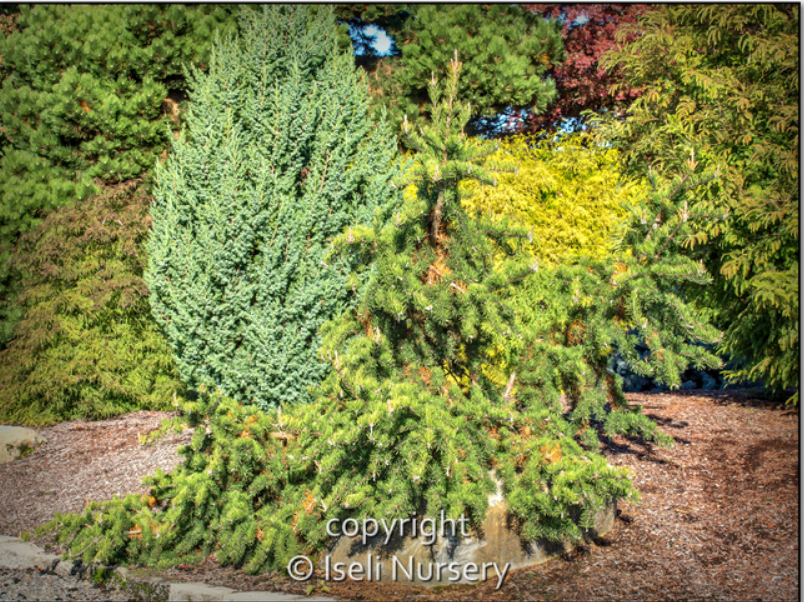 Pinus banksia 'Uncle Fogy'