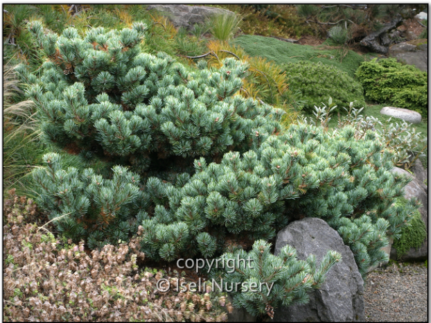 Pinus parviflora ‘Kinpo'