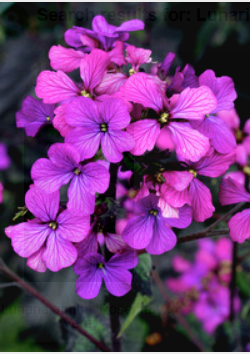 Lunaria Rosemary Verey