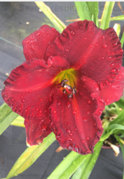 Hemerocallis Chicago Apache