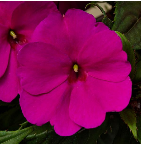Impatiens SunPatiens Compact Purple