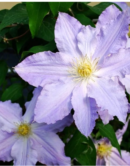 Clematis 'Vancouver Sea Breeze'