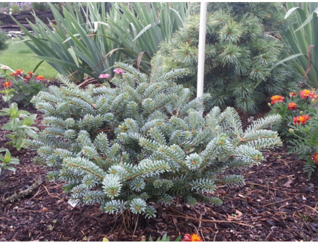 Abies Koreana 'Blue Emperor'