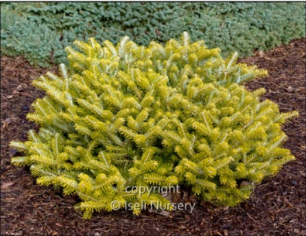 Abies koreana 'Golden Glow'