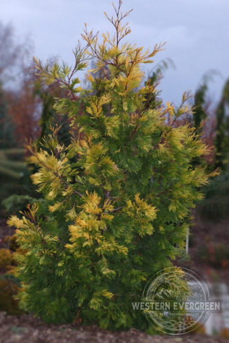 Calocedrus decurrens 'Maupin Glow'