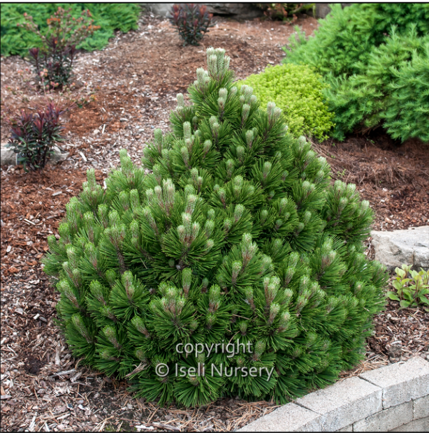 Pinus leucodermis 'Banderica'