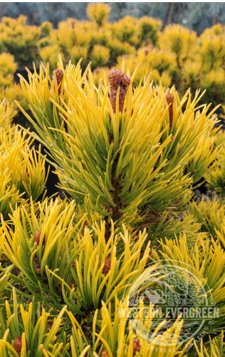 Pinus mugo 'Carsten's Wintergold'