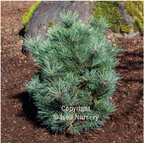 Pinus strobiformis 'Loma Linda'